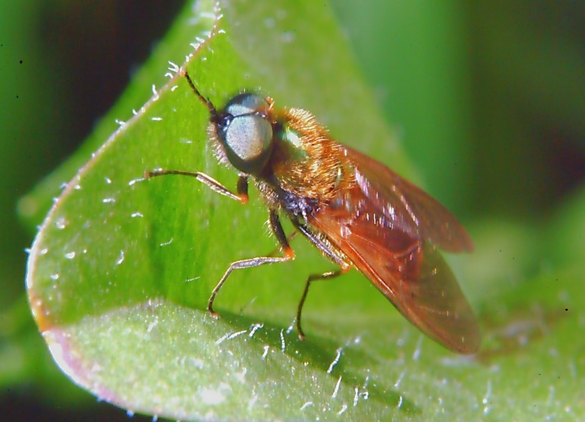 Chloromyia formosa - un mistero risolto